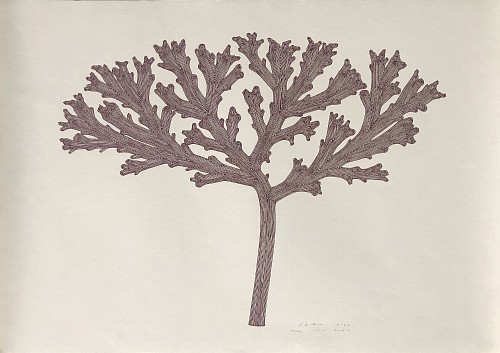 Stewart Helm - Bulb Growth, 2022